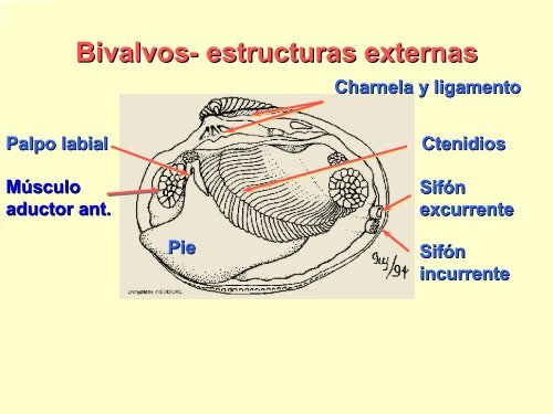 Filo Moluscos - Iesmaritimopesquerolp.org