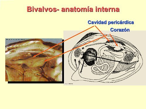 Filo Moluscos - Iesmaritimopesquerolp.org