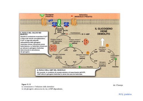 Regolazione enzimatica - Biotecnologie