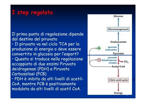 Regolazione del metabolismo del glucosio