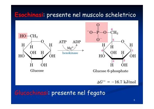 Regolazione del metabolismo del glucosio