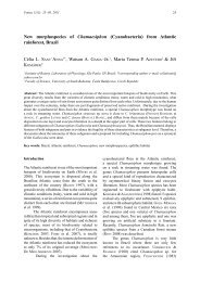 New morphospecies of Chamaesiphon (Cyanobacteria ... - Fottea