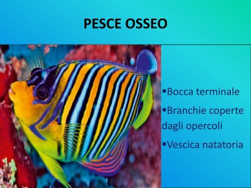 Pesci cartilaginei