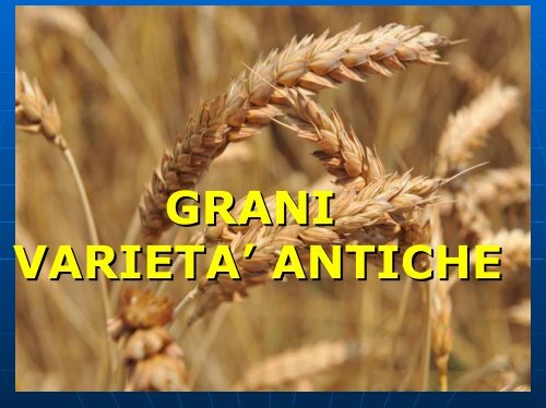 RISCONTRI MEDICI CEREALI VARIETA' ANTICHE - VenezianoGas