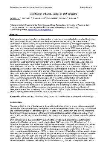 Identification of Salix L. entities by DNA barcoding Lucchin M.1 ...