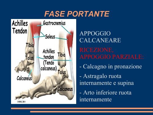 le lassita' rotatorie postero-laterali del ginocchio ... - Effecifisioterapia.it