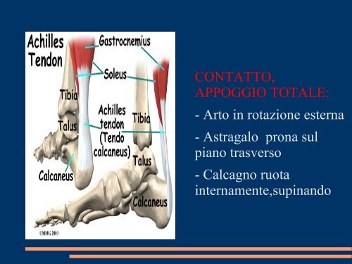 le lassita' rotatorie postero-laterali del ginocchio ... - Effecifisioterapia.it