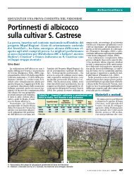 Scarica il documento - Provincia di Verona