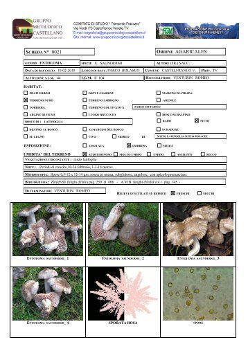 Entoloma saundersii - Gruppomicologicocastellano.it