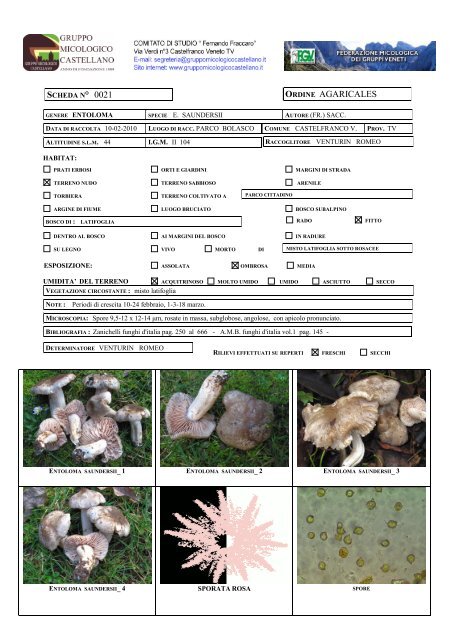 Entoloma saundersii - Gruppomicologicocastellano.it