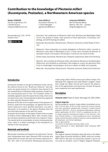 Contribution to the knowledge of Plectania milleri - Ascomycete.org