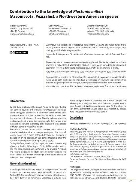 Contribution to the knowledge of Plectania milleri - Ascomycete.org