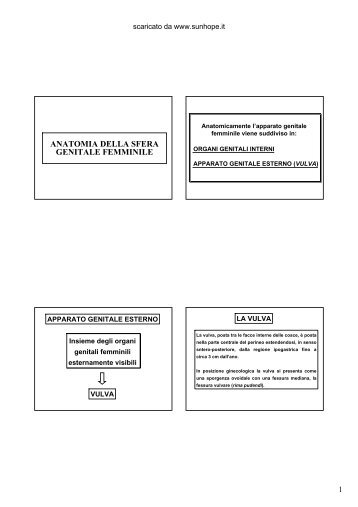 ANATOMIA DELLA SFERA GENITALE FEMMINILE - SunHope