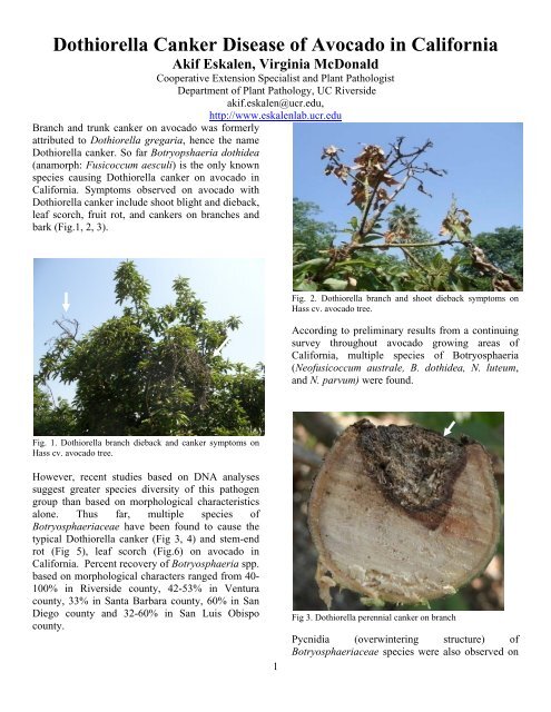 Dothiorella Canker Disease of Avocado in California