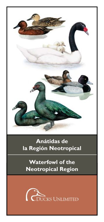 Anátidas de la Región Neotropical Waterfowl of the ... - Aves de Chile