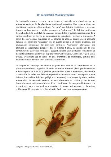 Munida gregaria Hidroacustica - CADIC