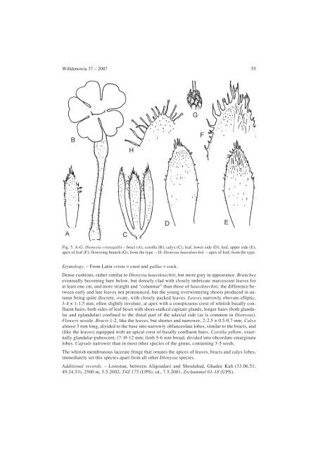 The genus Dionysia (Primulaceae), a synopsis and five new species
