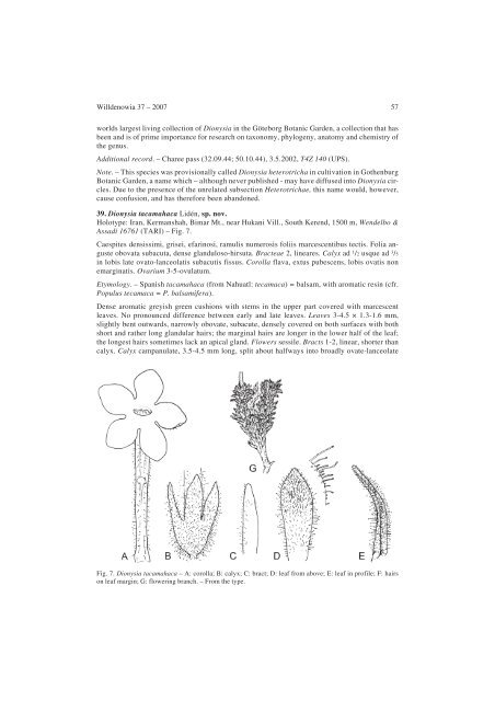 The genus Dionysia (Primulaceae), a synopsis and five new species