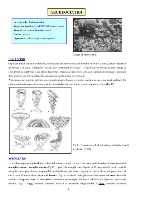 10.01 Poriferi - Scienze della terra