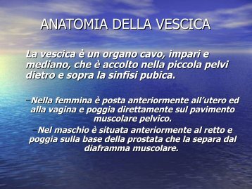 ANATOMIA DELLA VESCICA