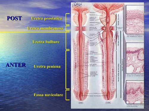 ANATOMIA DELLA VESCICA