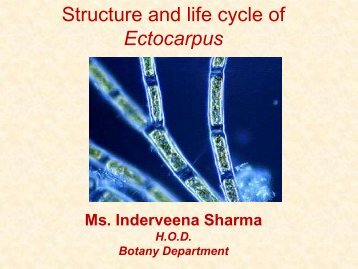 Structure and life cycle of ectocarpus