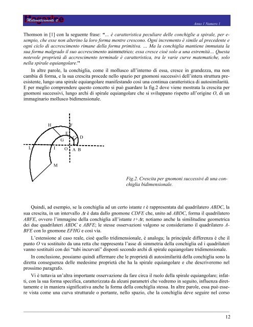 Un modello per le conchiglie - Matematicamente.it