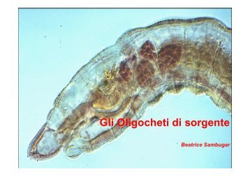 Gli Oligocheti di sorgente - Alpenquellen.com