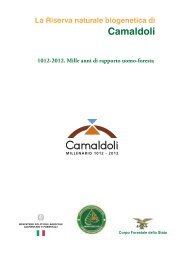 Invertebrati della Riserva naturale biogenetica di Camaldoli