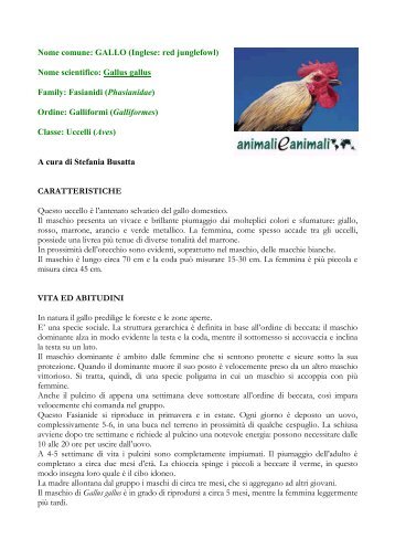 Nome comune: GALLO (Inglese: red junglefowl ... - Animali e animali