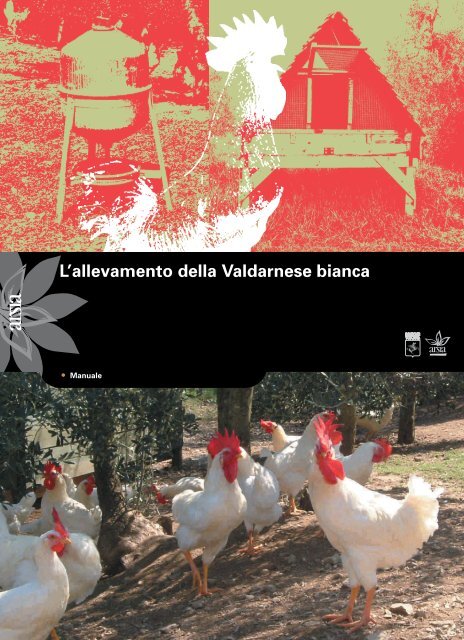 Allevamento della Valdarnese Bianca - Pollo del Valdarno