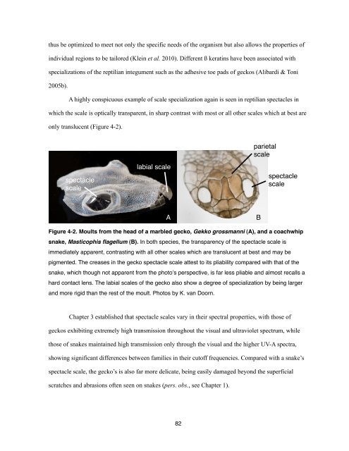 Chapter 1, The Reptilian Spectacle - UWSpace - University of ...