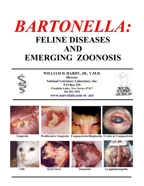 treatment for bartonella in cats