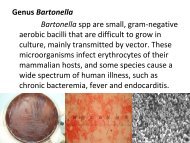 Genus Bartonella Bartonella spp are small, gram-negative aerobic ...