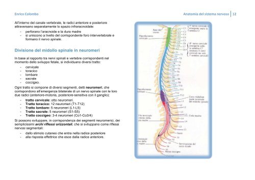 ANATOMIA DEL SISTEMA NERVOSO - Bluejayway.it