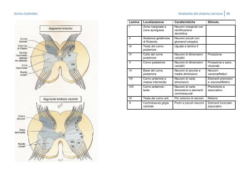 ANATOMIA DEL SISTEMA NERVOSO - Bluejayway.it