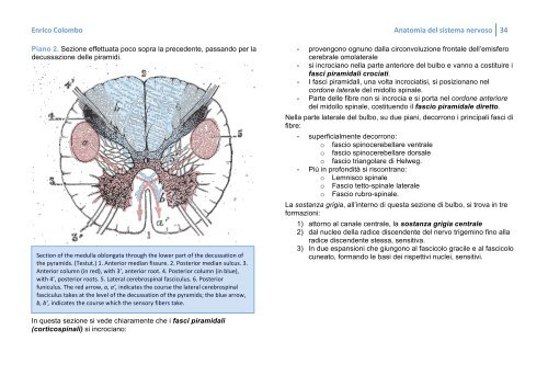 ANATOMIA DEL SISTEMA NERVOSO - Bluejayway.it