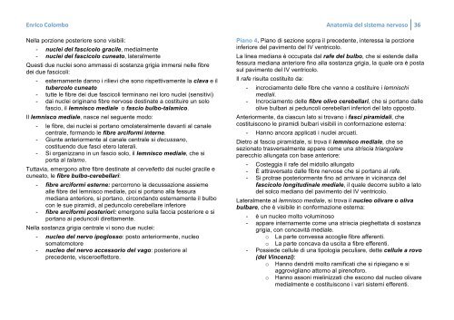 ANATOMIA DEL SISTEMA NERVOSO - Bluejayway.it