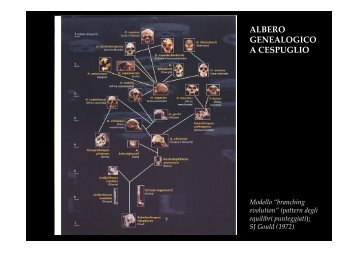ALBERO GENEALOGICO A CESPUGLIO Modello “branching