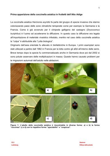 Prima apparizione della coccinella asiatica in frutteti dell'Alto Adige