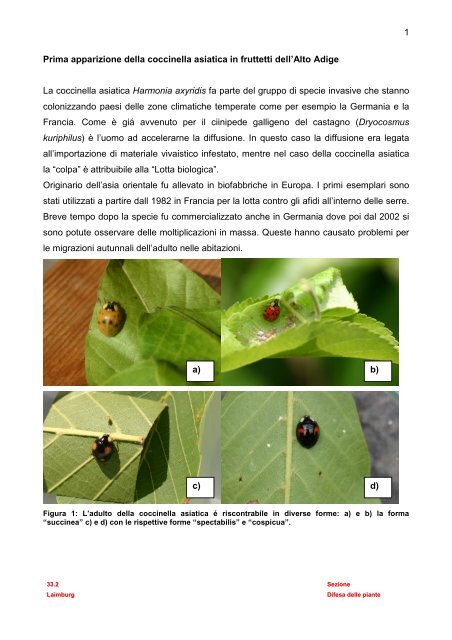 Prima Apparizione Della Coccinella Asiatica In Frutteti Dell Alto Adige