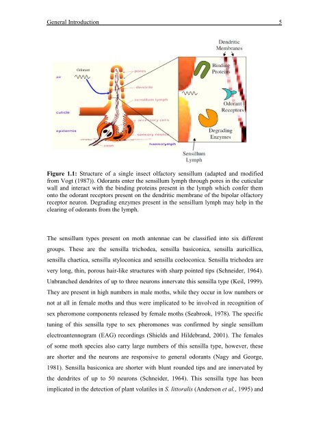 Mechanisms of Olfaction in Insects - ResearchSpace@Auckland ...