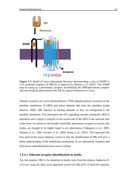 Mechanisms of Olfaction in Insects - ResearchSpace@Auckland ...