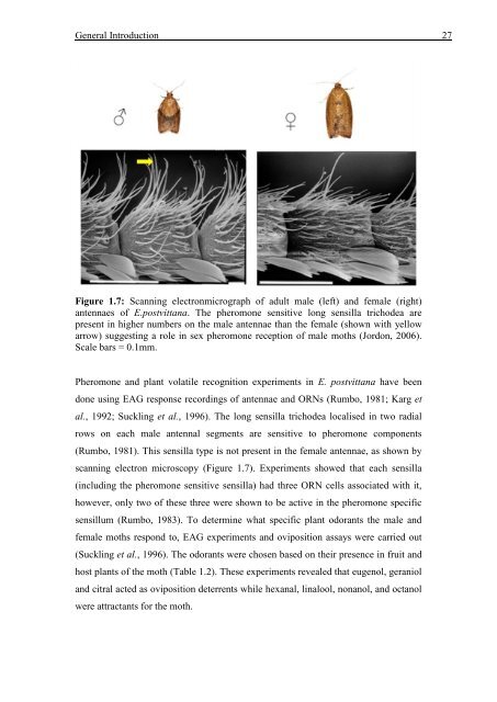 Mechanisms of Olfaction in Insects - ResearchSpace@Auckland ...