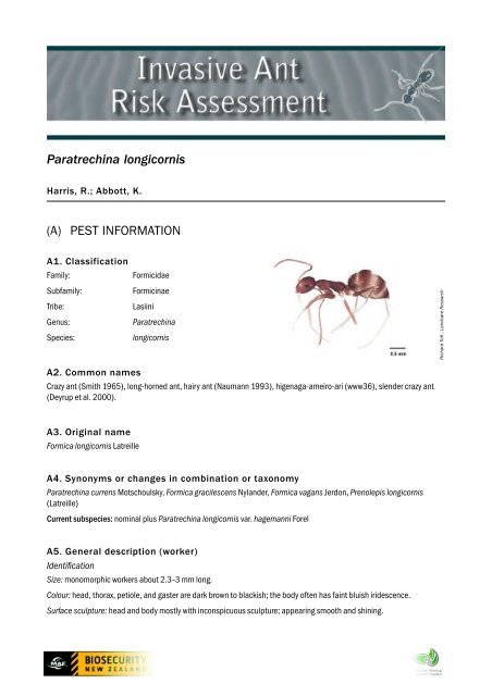 Paratrechina longicornis - Biosecurity New Zealand