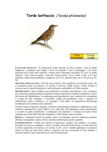 TORDO BOTTACCIO (Turdus philomelos) - Ekoclub