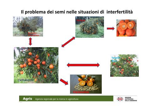 Varietà, portinnesti e tecniche colturali - Sardegna Agricoltura