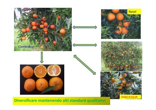 Varietà, portinnesti e tecniche colturali - Sardegna Agricoltura