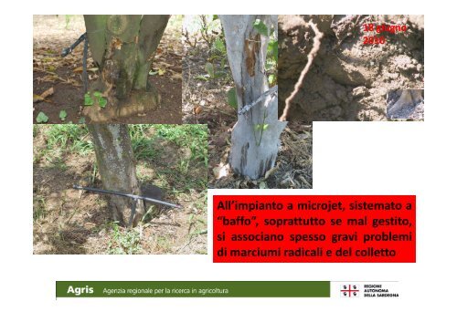 Varietà, portinnesti e tecniche colturali - Sardegna Agricoltura