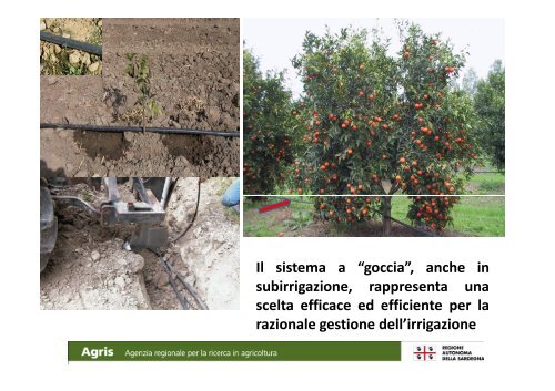 Varietà, portinnesti e tecniche colturali - Sardegna Agricoltura